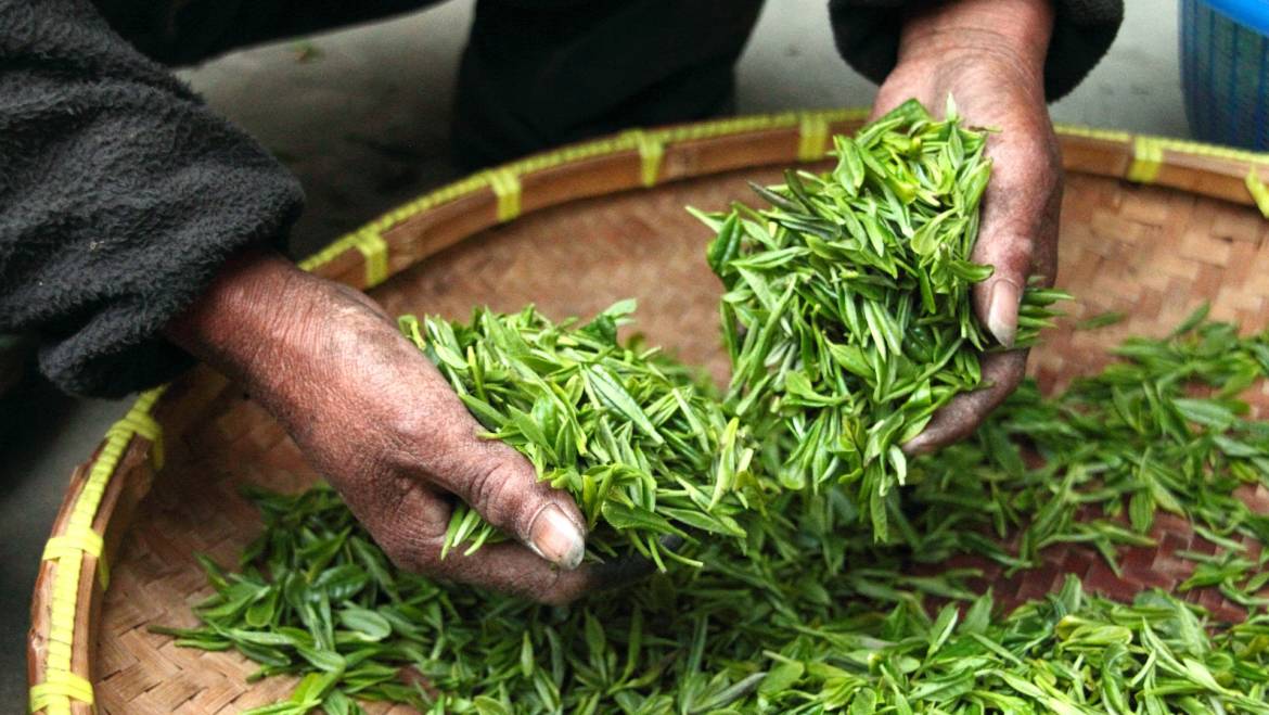 What Indian Tea Should You Drink?