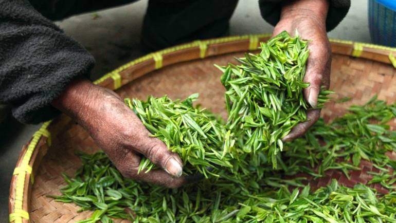 What Indian Tea Should You Drink?