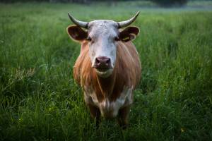 Cow in a field