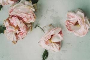 Wet Roses for Rosewater