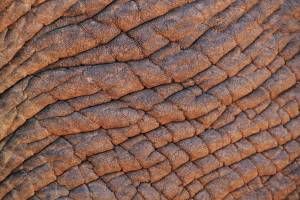 elephant skin