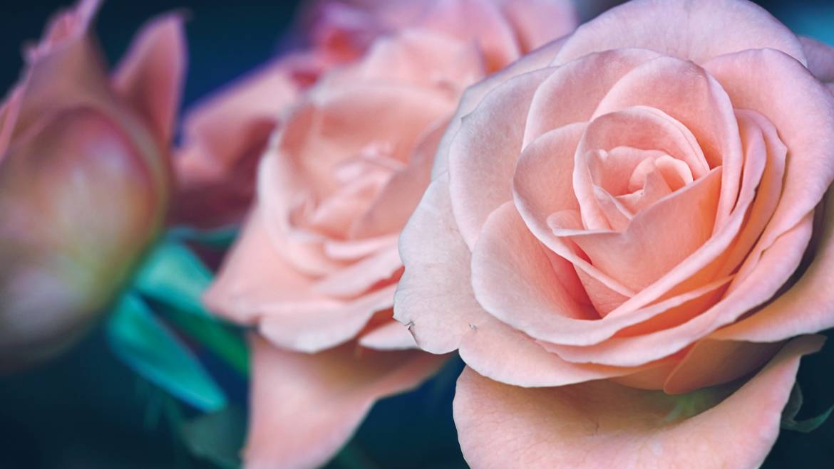 Why You Should Use Rosewater Every Day