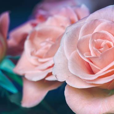 Why You Should Use Rosewater Every Day